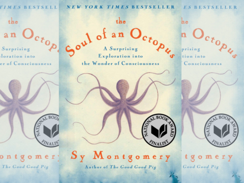 [Iz Rasadnika.fyi] The Soul of an Octopus: elementarne čestice plavetnila